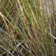 Ozdobný rákos - Gahnia filum - prodej semen - 10 ks