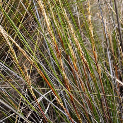 Ozdobný rákos - Gahnia filum - prodej semen - 10 ks