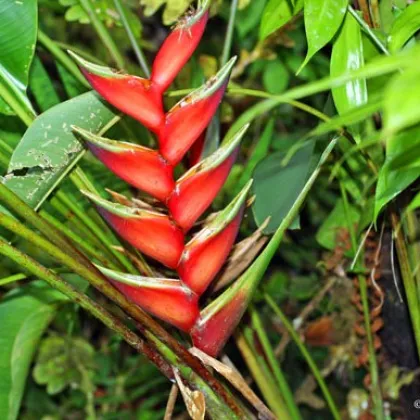 Semínka Helikonie - Heliconia farinosa - Helikonie farinosa červená - prodej semen - 3 ks