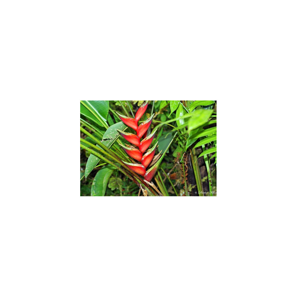 Semínka Helikonie - Heliconia farinosa - Helikonie farinosa červená - prodej semen - 3 ks