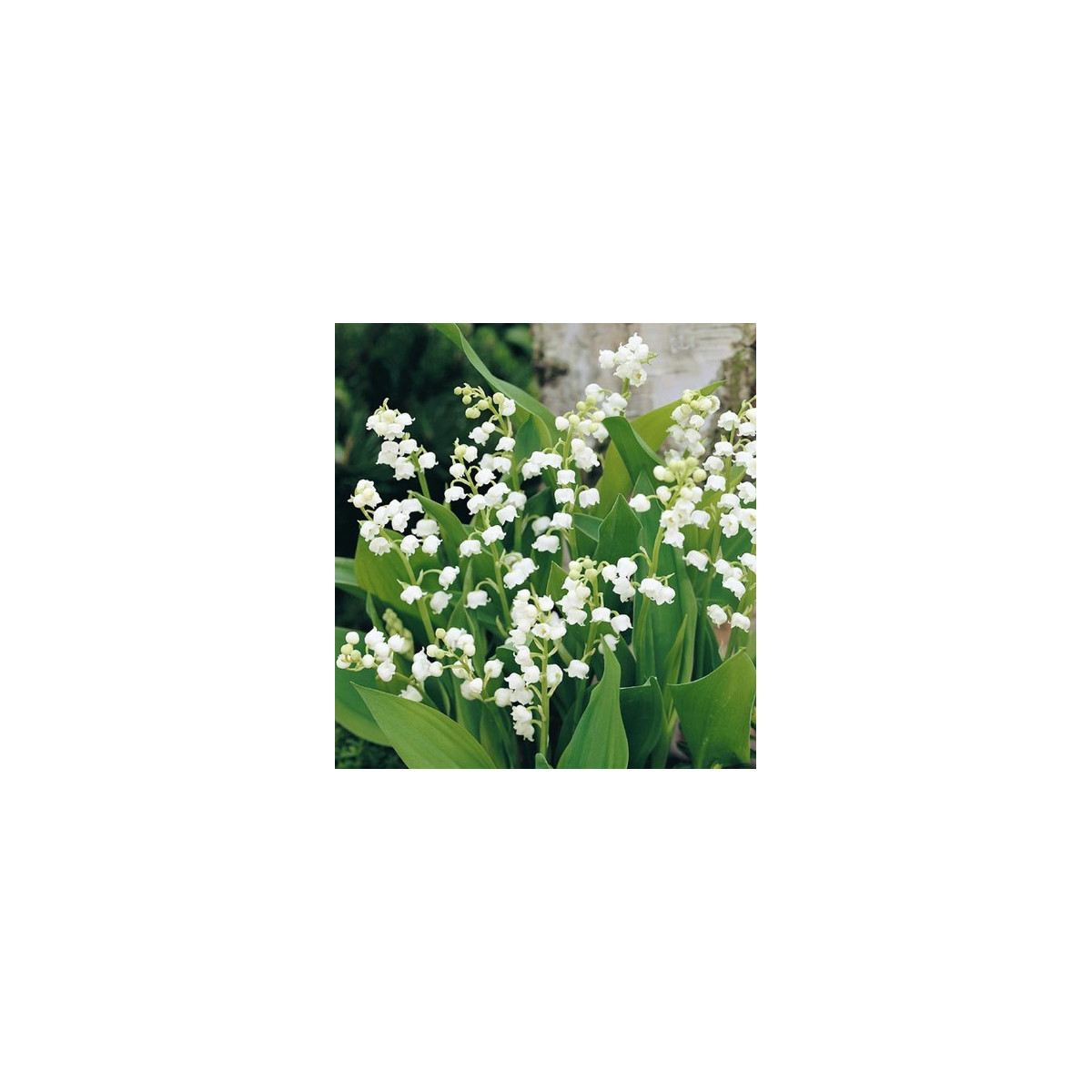 Konvalinka vonná - Convallaria majalis - prodej prostokořenných sazenic - 1 ks