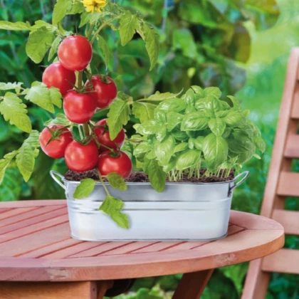 Buzzy - Okenní zahrádka Caprese salát - Pieterpik - prodej sad - 1 ks