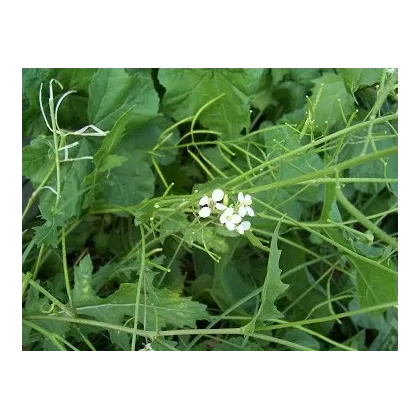Semínka Křezu - Diplotaxis tenuiflora - Křez úzkolistý Tiger - prodej semen - 20 ks