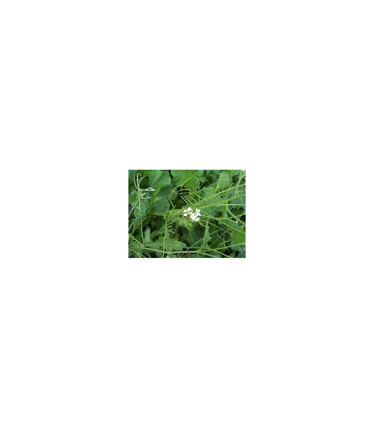 Semínka Křezu - Diplotaxis tenuiflora - Křez úzkolistý Tiger - prodej semen - 20 ks