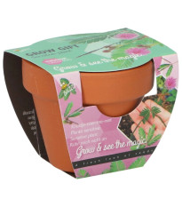 Buzzy Grow Gifts - Mini sada pro pěstování citlivky - Pieterpik - prodej sad - 1 ks