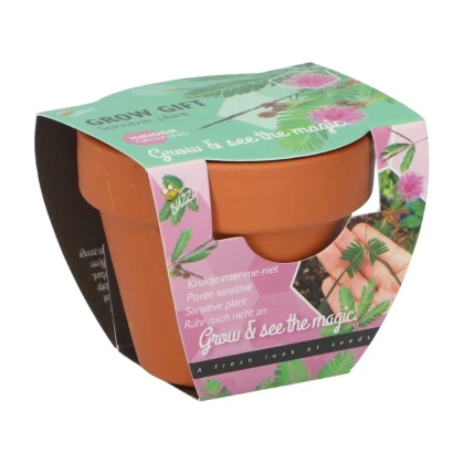Buzzy Grow Gifts - Mini sada pro pěstování citlivky - Pieterpik - prodej sad - 1 ks