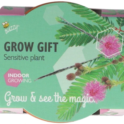 Buzzy Grow Gifts - Mini sada pro pěstování citlivky - Pieterpik - prodej sad - 1 ks