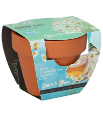 Buzzy Grow Gifts - Mini sada pro pěstování heřmánku - Pieterpik - prodej sad - 1 ks