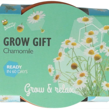 Buzzy Grow Gifts - Mini sada pro pěstování heřmánku - Pieterpik - prodej sad - 1 ks