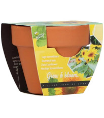 Buzzy Grow Gifts - Mini sada pro pěstování slunečnice - Pieterpik - prodej sad - 1 ks