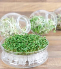 Buzzy - Bio klíčící sklenice Pikantní mix - Pieterpik - prodej bio semen na klíčení - 1 ks