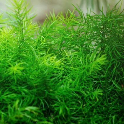 Chřest sprengerův - Asparagus densiflorus Sprengeri - prodej semen - 12 ks