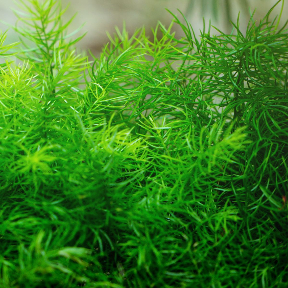 Chřest sprengerův - Asparagus densiflorus Sprengeri - prodej semen - 12 ks