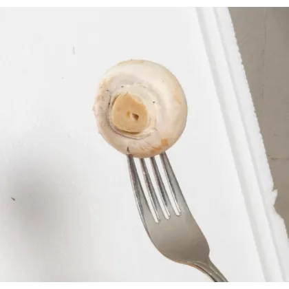 Mini Champ - sada pro domácí pěstování bílých žampionů - Agaricus bisporus - sadba - prodej - 1 ks