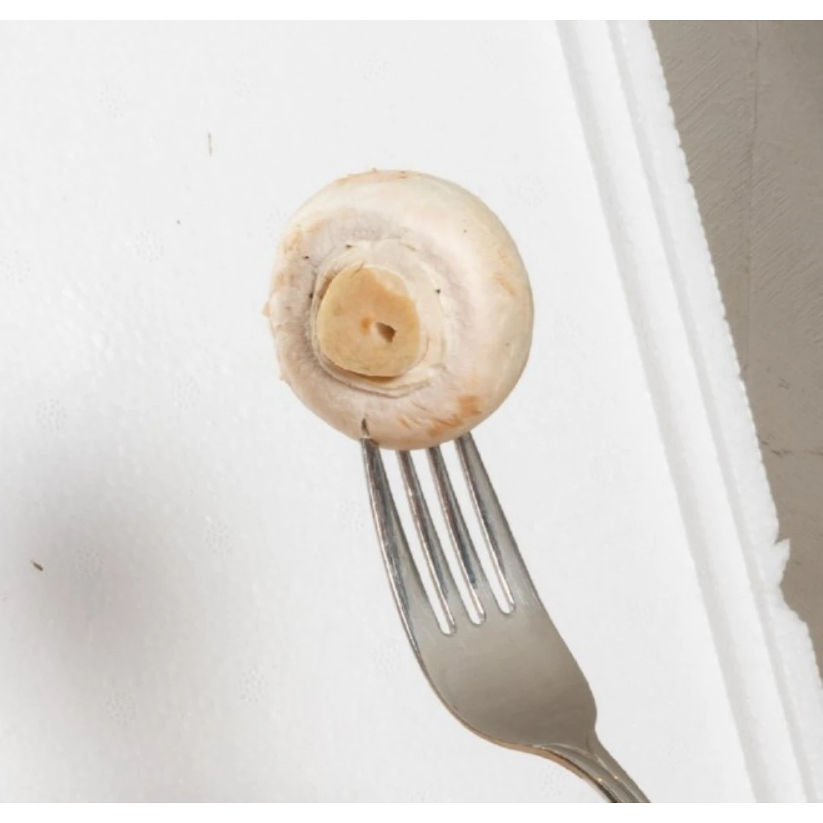 Mini Champ - sada pro domácí pěstování bílých žampionů - Agaricus bisporus - sadba - prodej - 1 ks