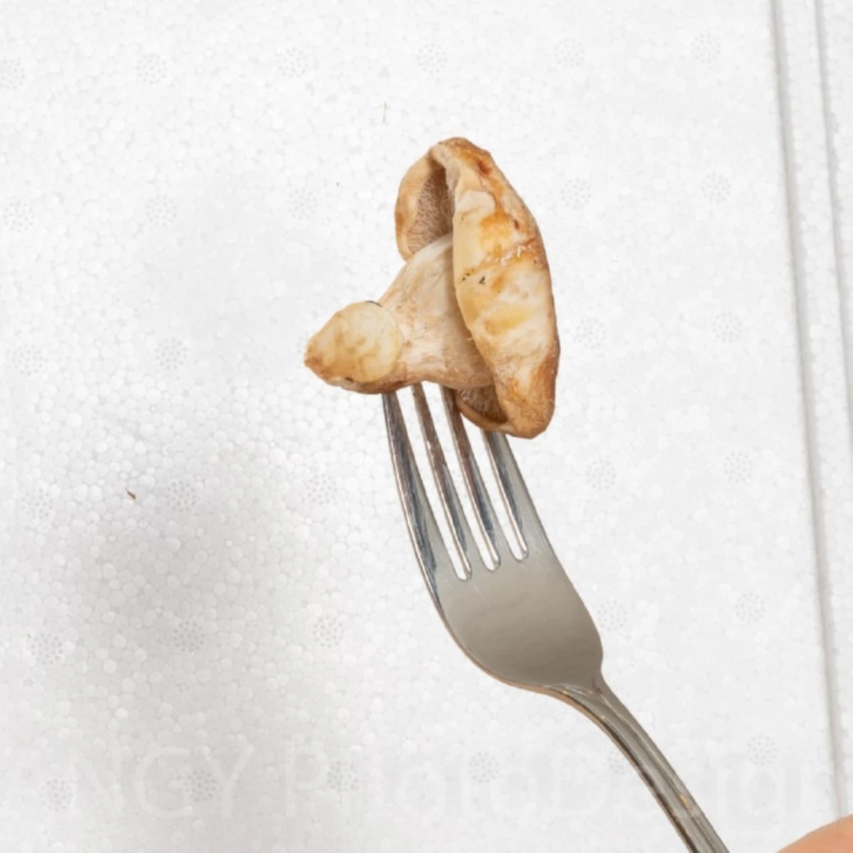 Mini Champ - sada pro domácí pěstování hlívy šedé - Pleurotus ostreatus - sadba - prodej - 1 ks