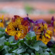 Violka Tiger Eye Red F1 - Viola cornuta - prodej semen - 20 ks