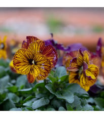 Violka Tiger Eye Red F1 - Viola cornuta - prodej semen - 20 ks