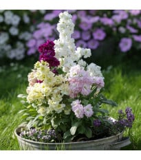 Fiala Cinderella Vivid Formula Mix - Matthiola incana - prodej semen - 40 ks