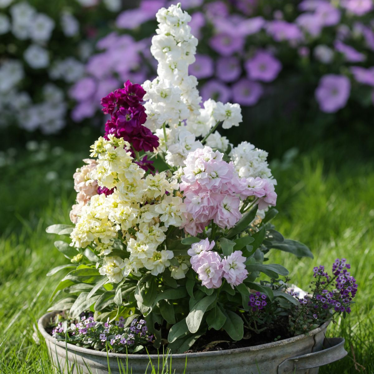 Fiala Cinderella Vivid Formula Mix - Matthiola incana - prodej semen - 40 ks