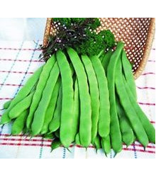 Semínka fazolů - Phaseolus vulgaris L. - Fazol zahradní tyčkový Hilda - prodej semen - 10 g