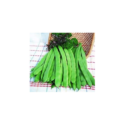 Semínka fazolů - Phaseolus vulgaris L. - Fazol zahradní tyčkový Hilda - prodej semen - 10 g