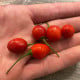 Chilli Aji Charapita Big Red - Capsicum chinense - prodej semen - 7 ks