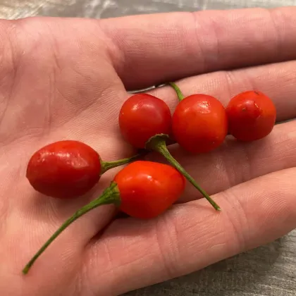 Chilli Aji Charapita Big Red - Capsicum chinense - prodej semen - 7 ks