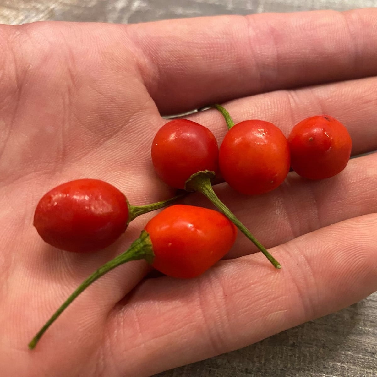 Chilli Aji Charapita Big Red - Capsicum chinense - prodej semen - 7 ks