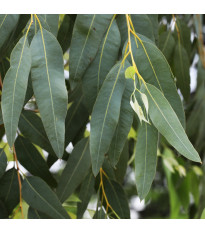 Eukalyptus říční River Red Gum - Blahovičník - Eucalyptus camaldulensis - prodej semen - 10 ks