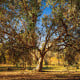 Eukalyptus říční River Red Gum - Blahovičník - Eucalyptus camaldulensis - prodej semen - 10 ks