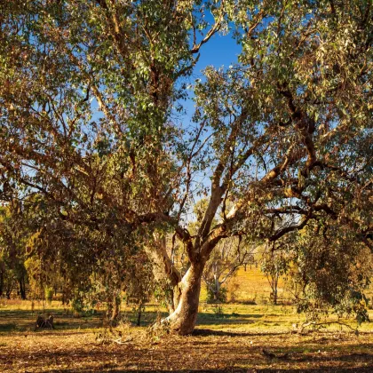 Eukalyptus říční River Red Gum - Blahovičník - Eucalyptus camaldulensis - prodej semen - 10 ks