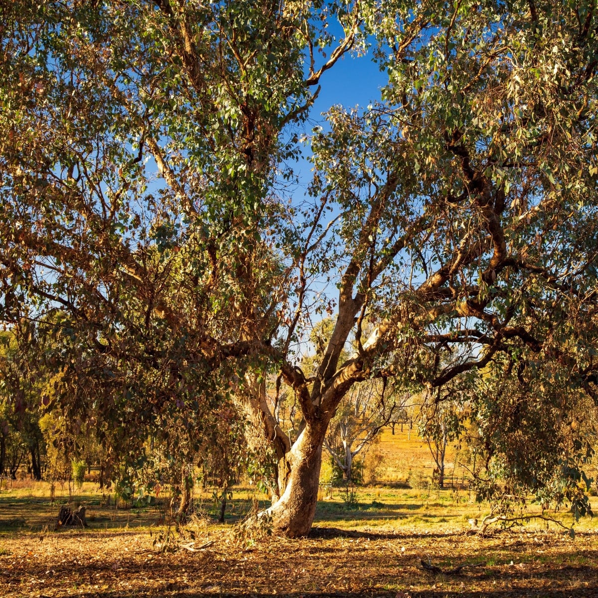 Eukalyptus říční River Red Gum - Blahovičník - Eucalyptus camaldulensis - prodej semen - 10 ks