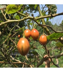 Rajčatový strom žlutý Tamarillo - Cyphomandra betacea - prodej semen - 5 ks