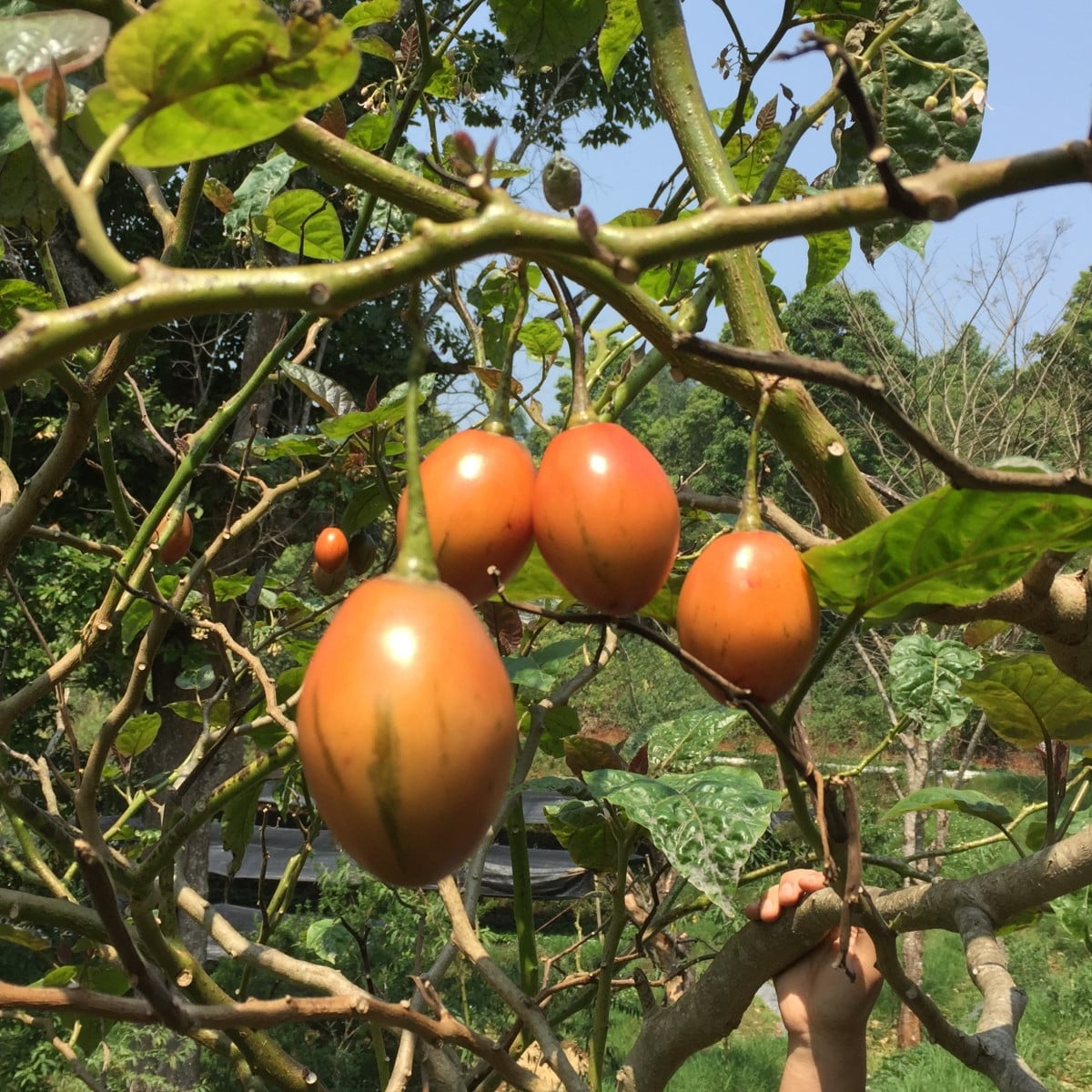 Rajčatový strom žlutý Tamarillo - Cyphomandra betacea - prodej semen - 5 ks