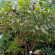 Rajčatový strom žlutý Tamarillo - Cyphomandra betacea - prodej semen - 5 ks