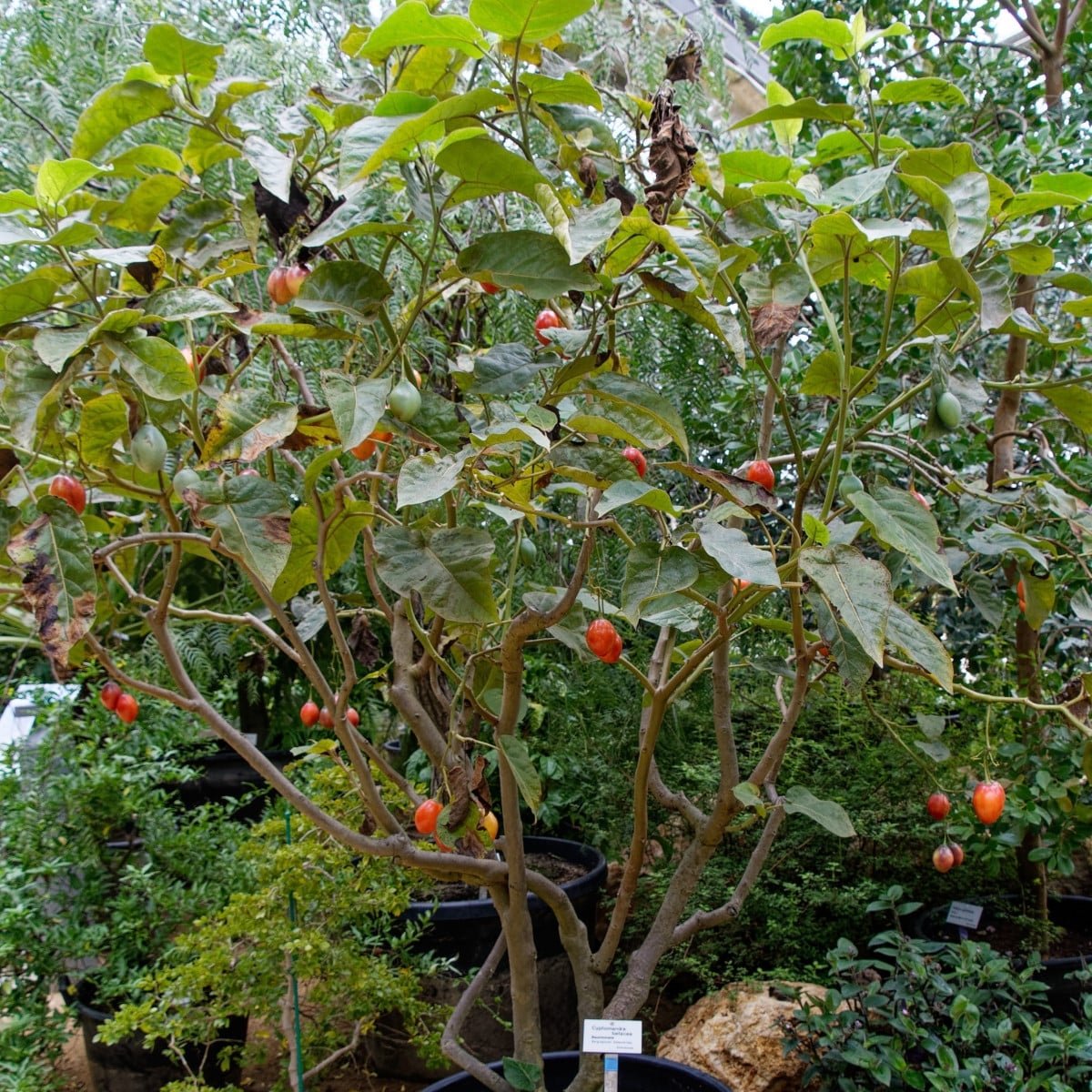 Rajčatový strom žlutý Tamarillo - Cyphomandra betacea - prodej semen - 5 ks