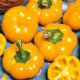 Paprika roční Topepo giallo - Capsicum annuum - prodej semen - 20 ks
