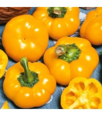 Paprika roční Topepo giallo - Capsicum annuum - prodej semen - 20 ks