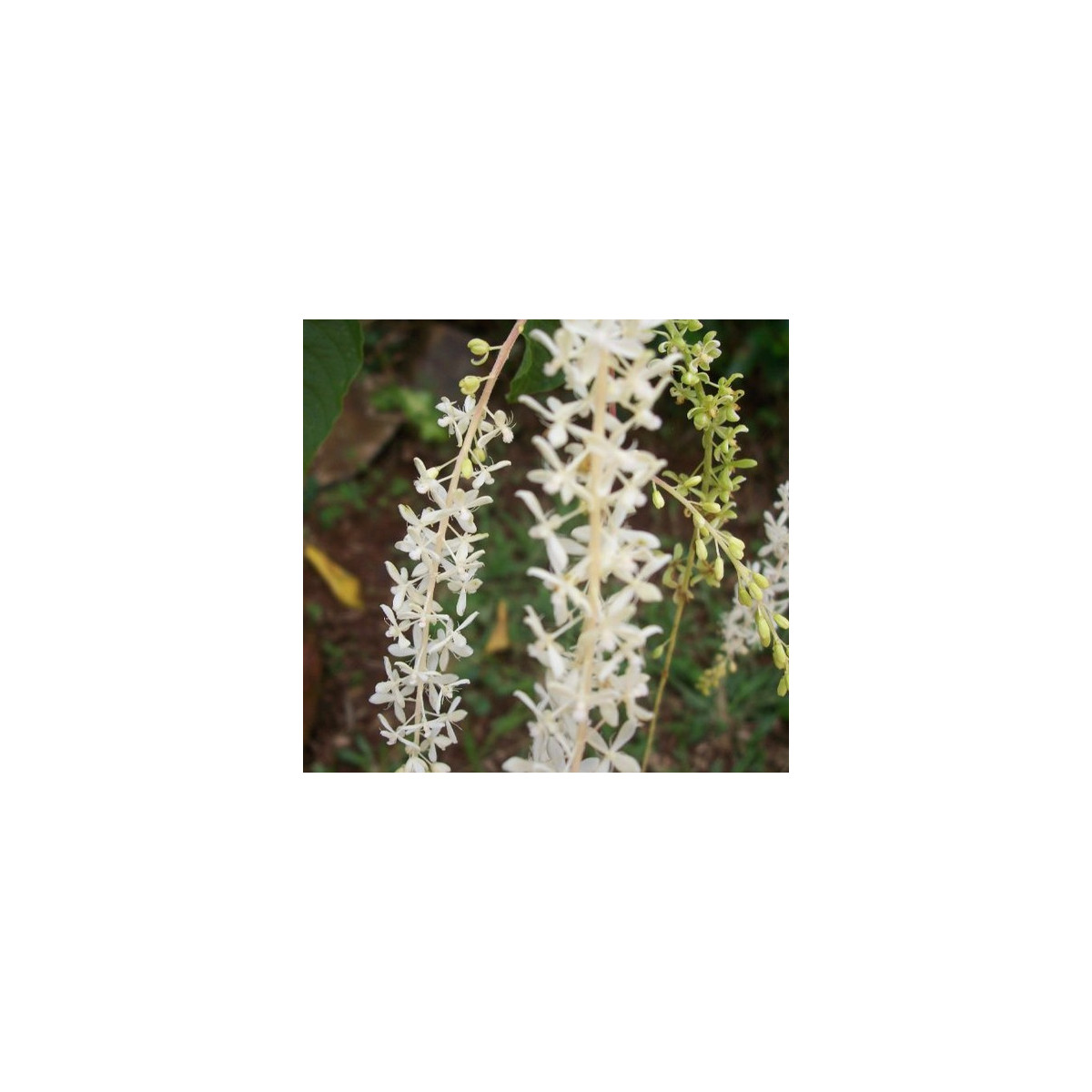 Semínka Ledenbergie - Ledenbergia peruviana - Ledenbergie peruánská - prodej semen - 8 ks