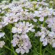 Iberka okoličnatá Rose Cardinal - Iberis umbellata - prodej semen - 100 ks