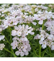 Iberka okoličnatá Rose Cardinal - Iberis umbellata - prodej semen - 100 ks