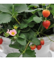 Jahodník stáleplodící Frisan F1 - Fragaria ananassa - prodej semen - 10 ks