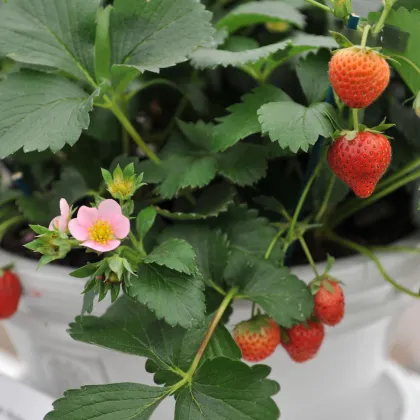 Jahodník stáleplodící Frisan F1 - Fragaria ananassa - prodej semen - 10 ks