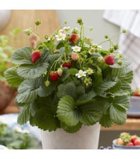 Jahodník stáleplodící Lizzy F1 - Fragaria ananassa - prodej semen - 10 ks