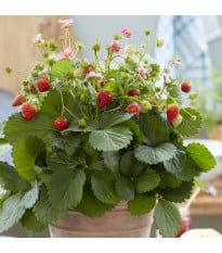 Jahodník stáleplodící Queeny F1 - Fragaria ananassa - prodej semen - 10 ks