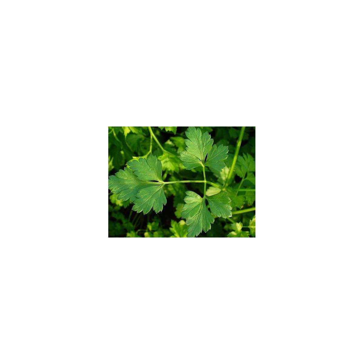 Semínka petržele - Petroselinum crispum - Petržel Clivi - prodej semen - 1 g