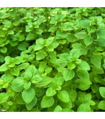 BIO Libanonské oregano Babilye - Origanum vulgare - prodej bio semen - 30 ks