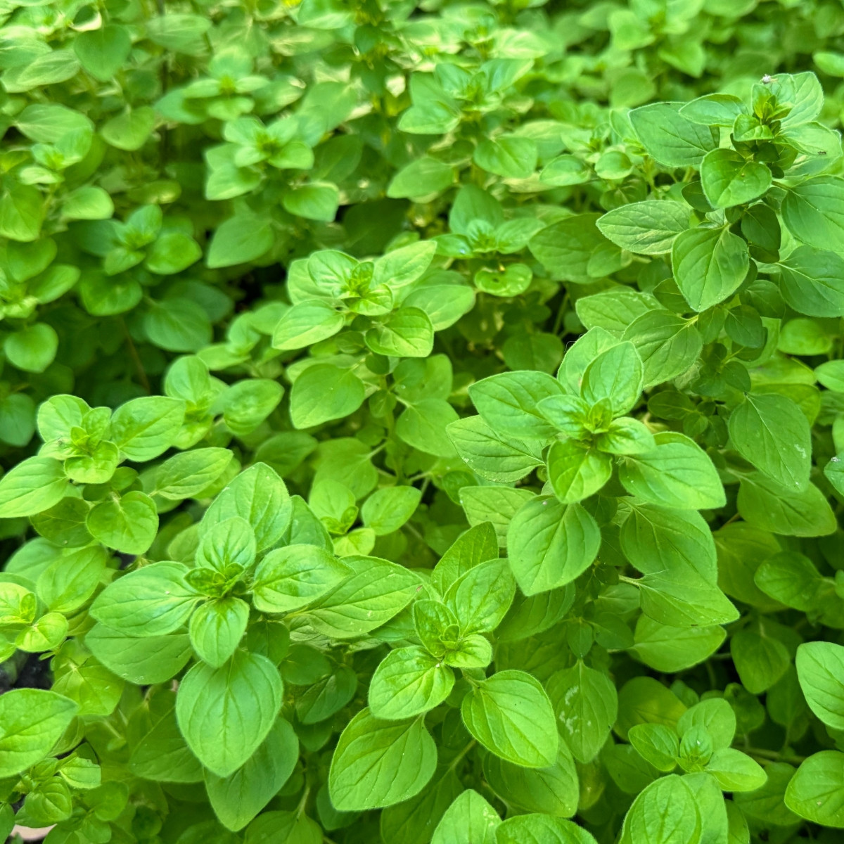 BIO Libanonské oregano Babilye - Origanum vulgare - prodej bio semen - 30 ks