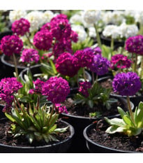 Prvosenka zoubkatá - směs barev - Primula denticulata - prodej semen - 20 ks